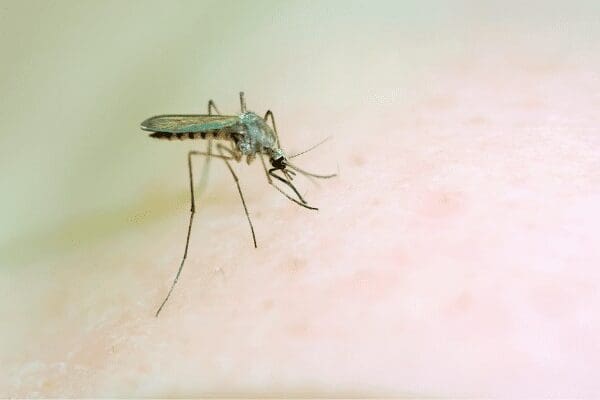 mosquito