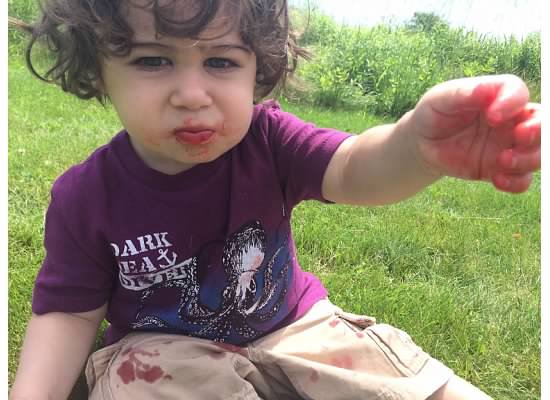 Guide to Strawberry Picking | Rochester MN Moms Blog