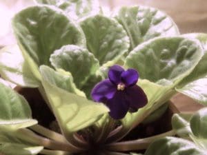 african-violet-290097_1920