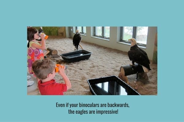 national eagle center in Wabasha, kids using binoculars, birdwatching with kids, kids watching eagles