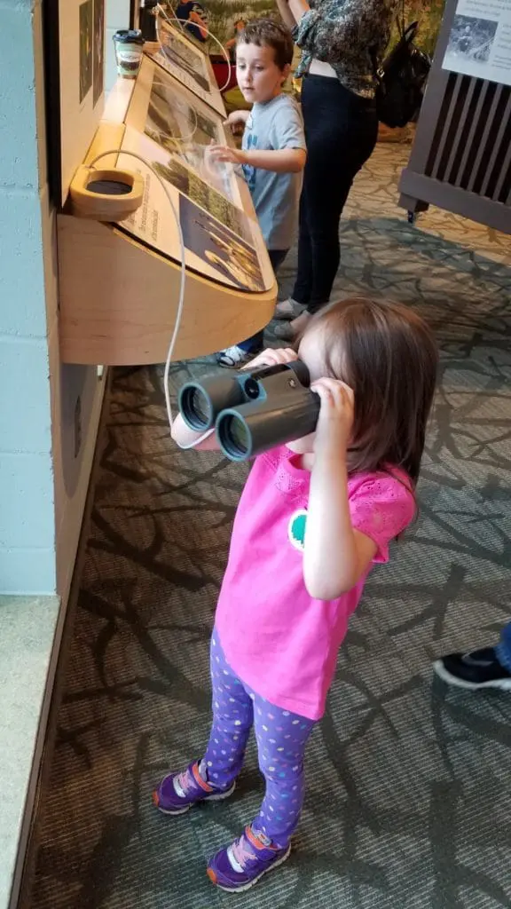  bald eagle, eagles, field trip friday, National Eagle Center, Wabasha MN