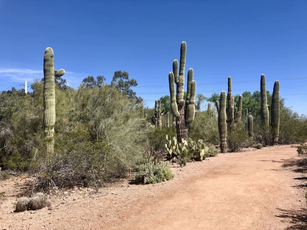 desert scene with cacti