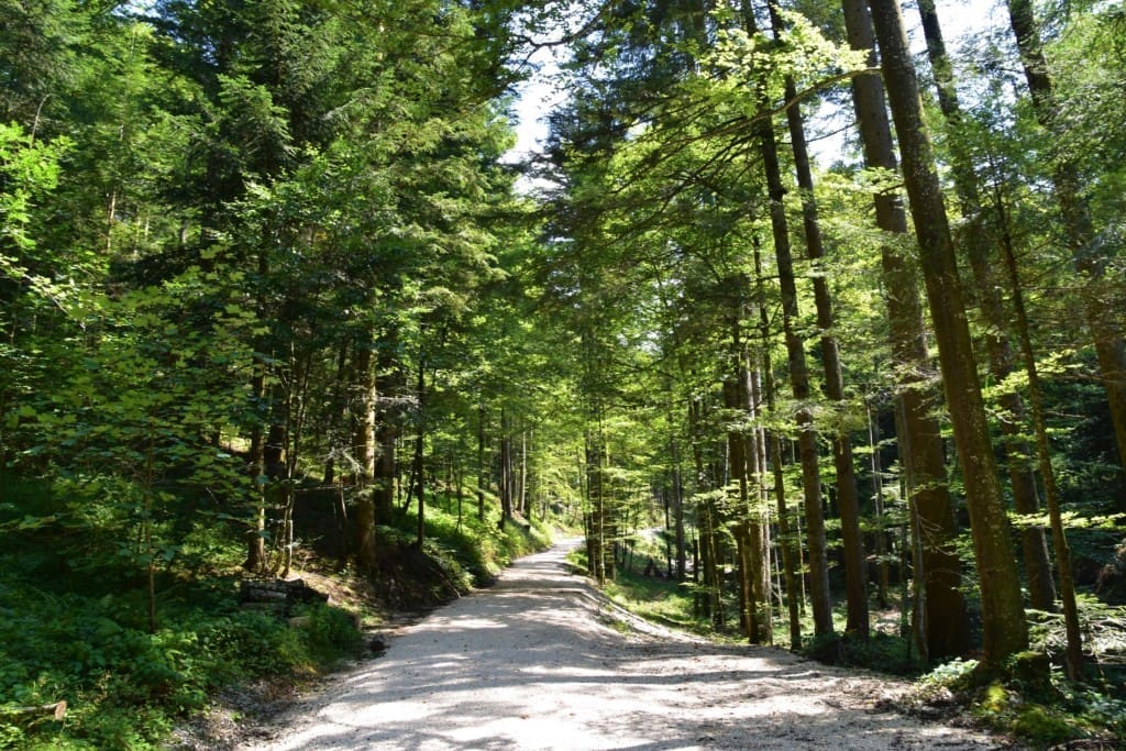 wooded gravel road