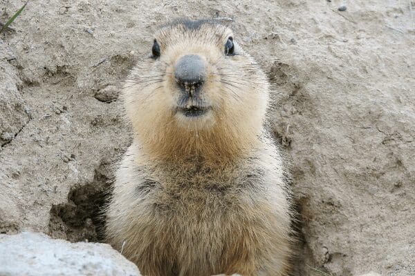 groundhog