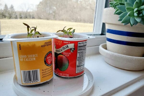 tomato sprouts