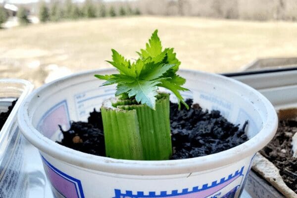 celery