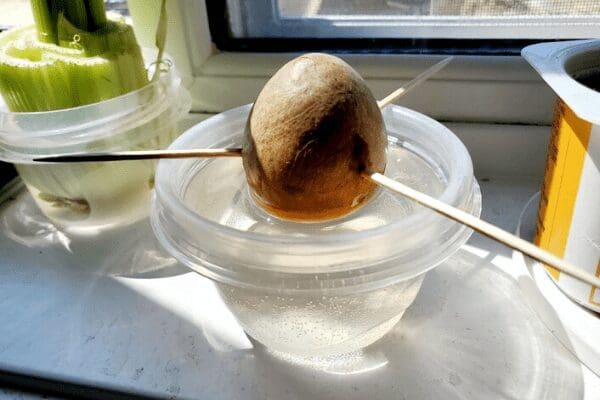 avocado pit
