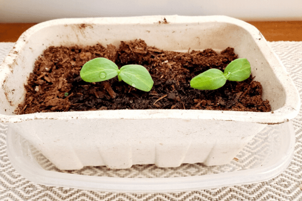 cucumber seedlings