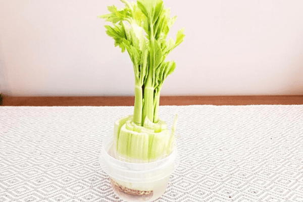 celery