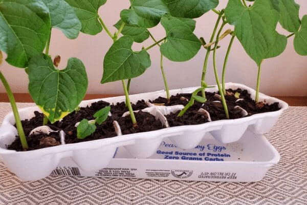 green bean seedlings