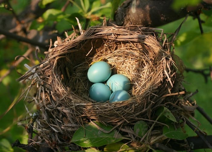 spring robnins eggs in nest