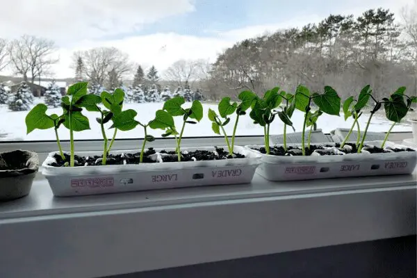 windowsill gardening