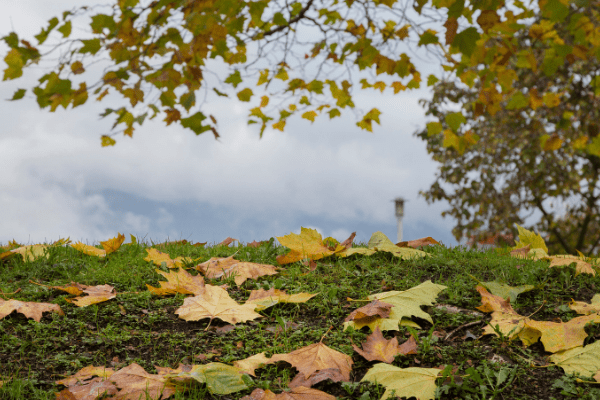 fall leaves cloudy skies