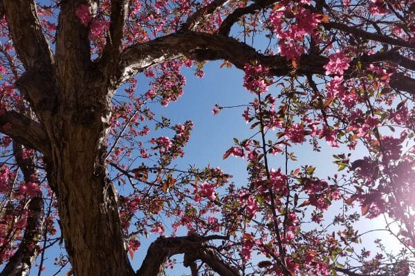 spring flowers