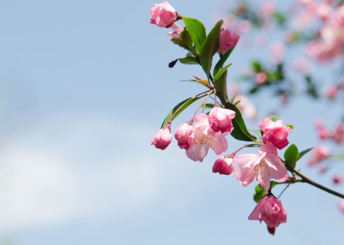 Rochester MN Guide to May Events | Rochester Mom rochester mn may events