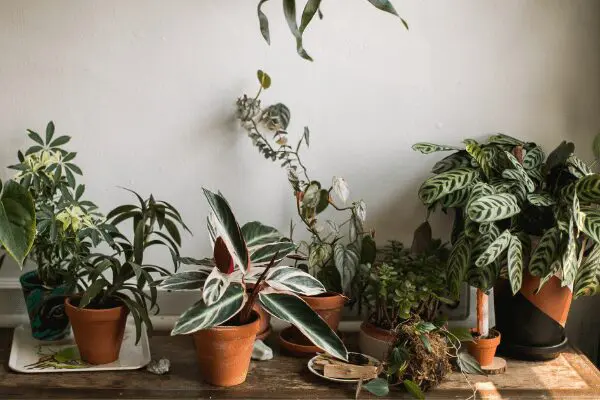house plants