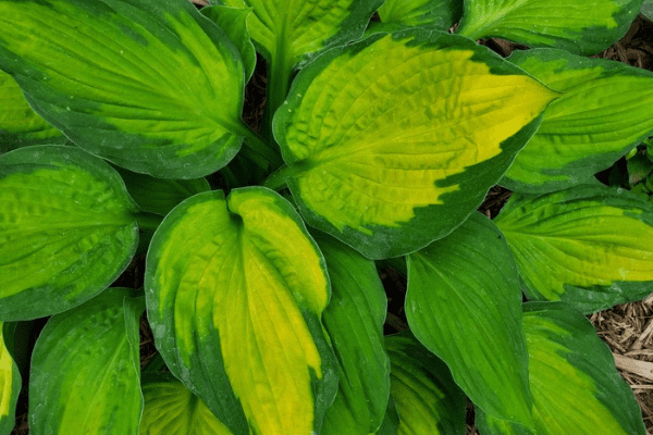 hostas