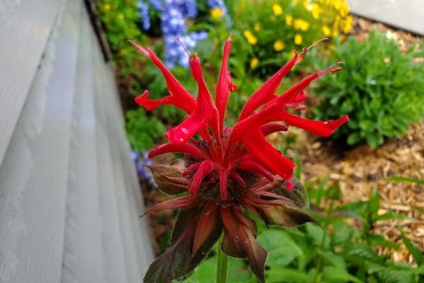 beebalm