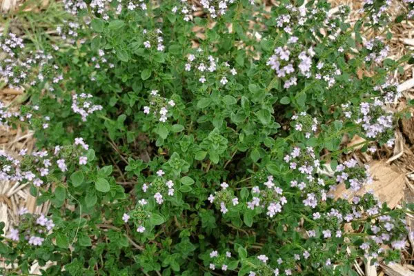 lemon thyme