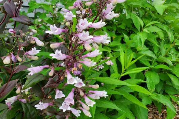 beardtongues and upright phlox