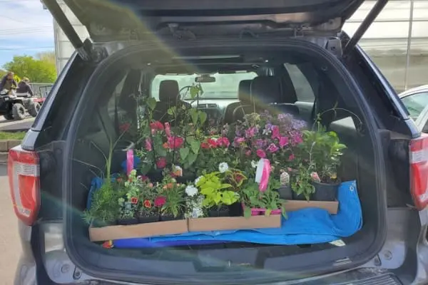 car full of plants