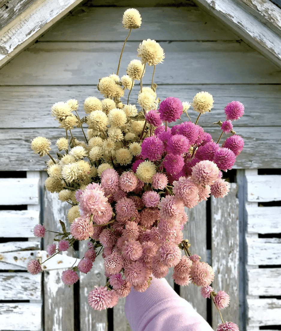 Field Trip from Rochester Berry and Bloom Farm