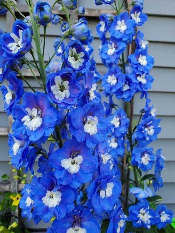 delphiniums