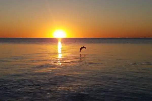 fish jumping in lake at sunset