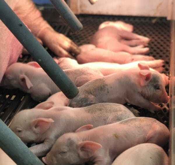 olmsted county fair