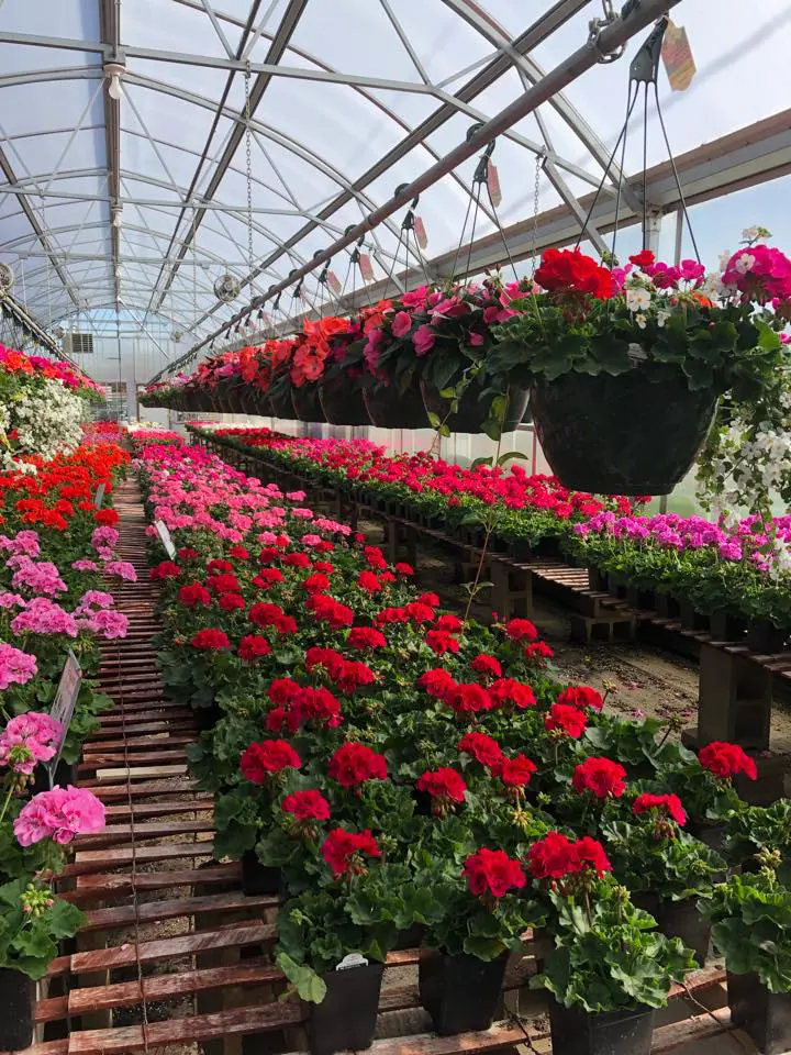 houstonsgeraniums houstonsgeraniums