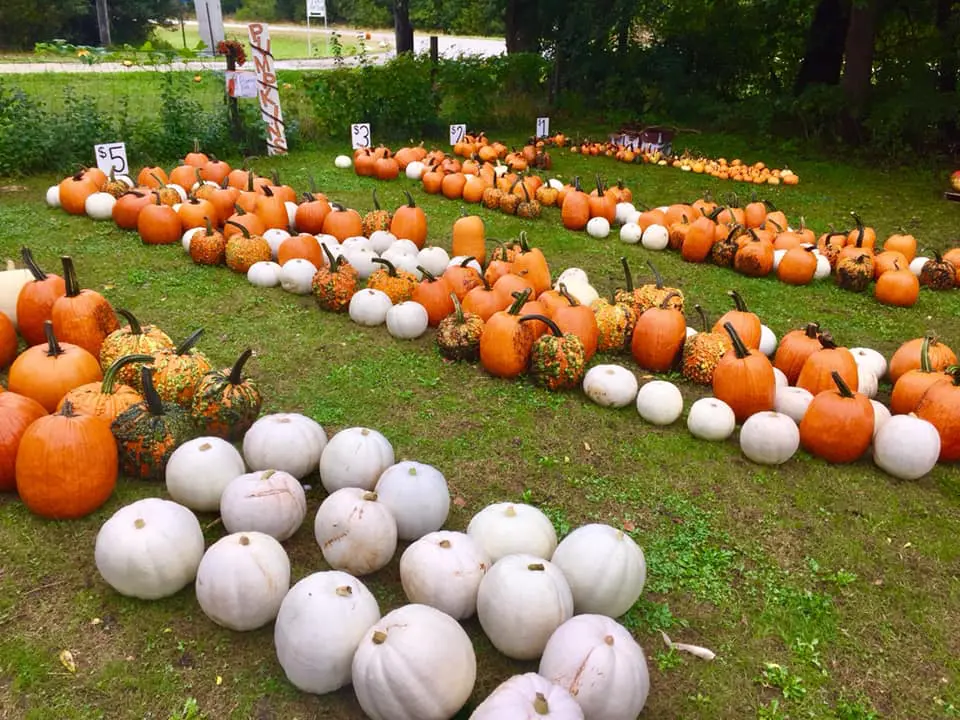 tiegenspumpkins