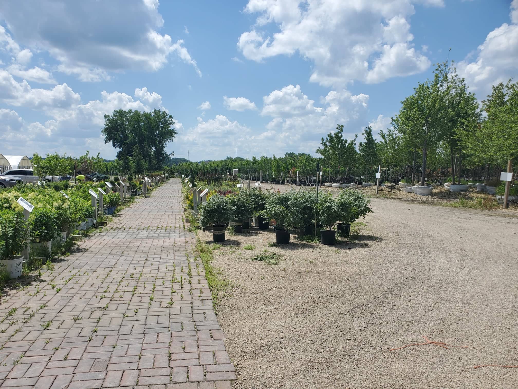 whitingsshrubs whitingsshrubs
