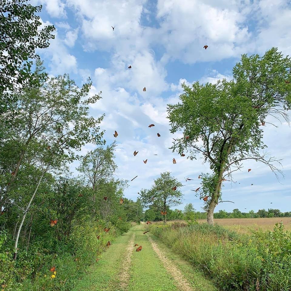 monarch butterfly migration