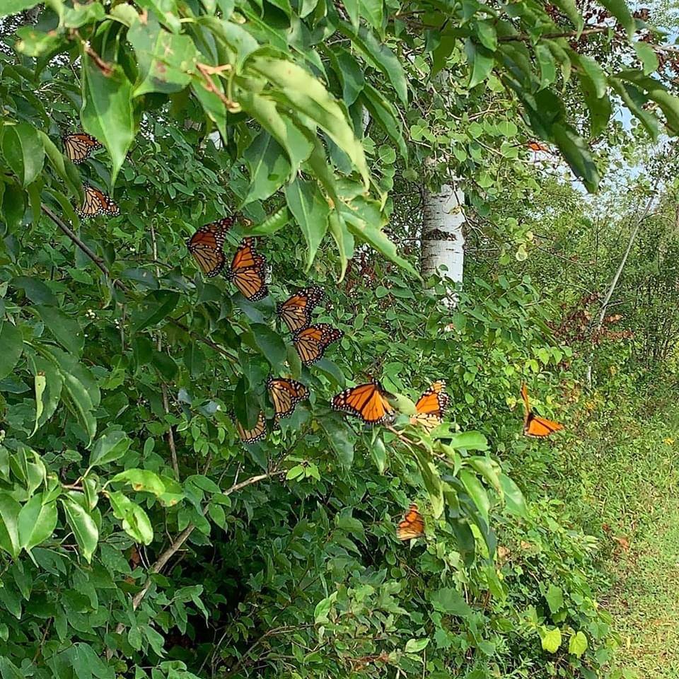 monarch butterfly migration