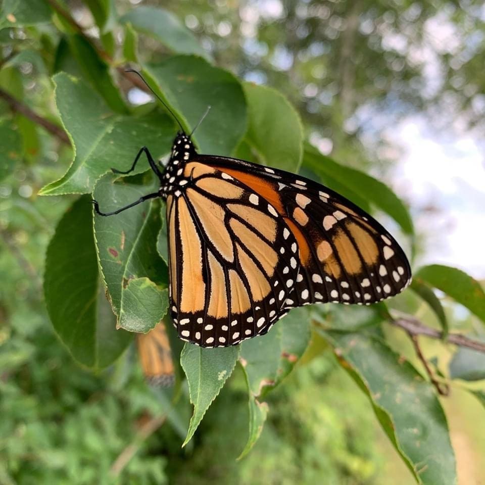 monarch butterfly migration