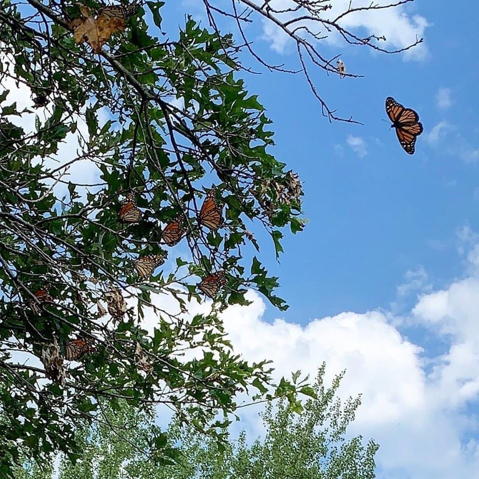 monarch butterfly migration