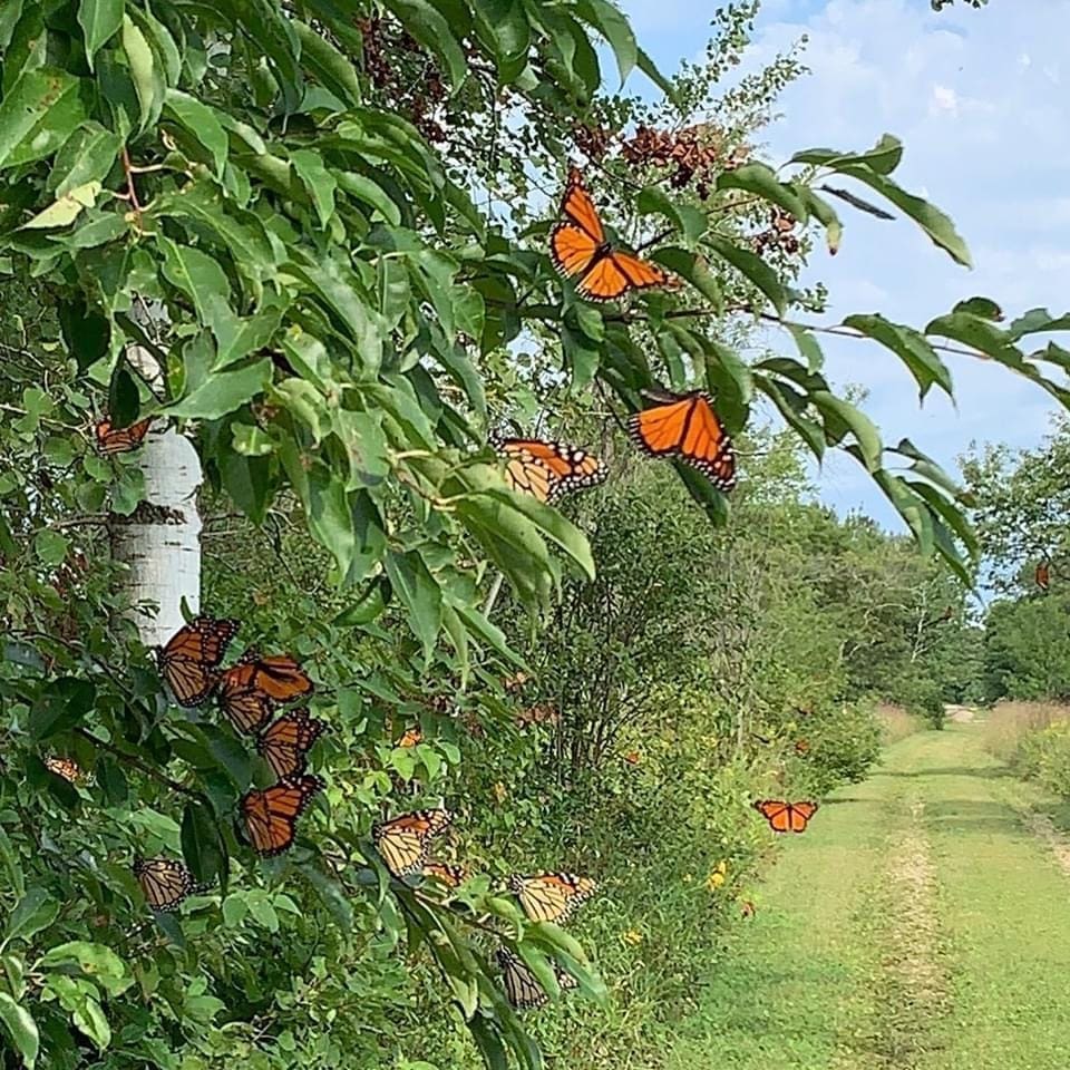 monarch butterfly migration