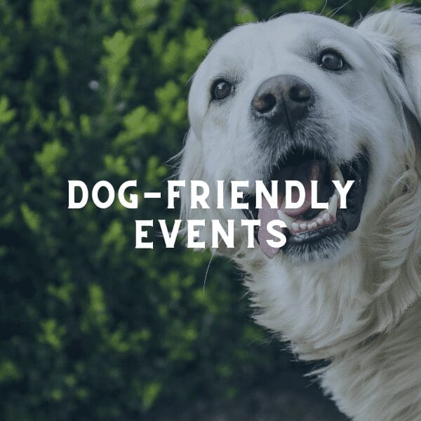 dog-friendly patios