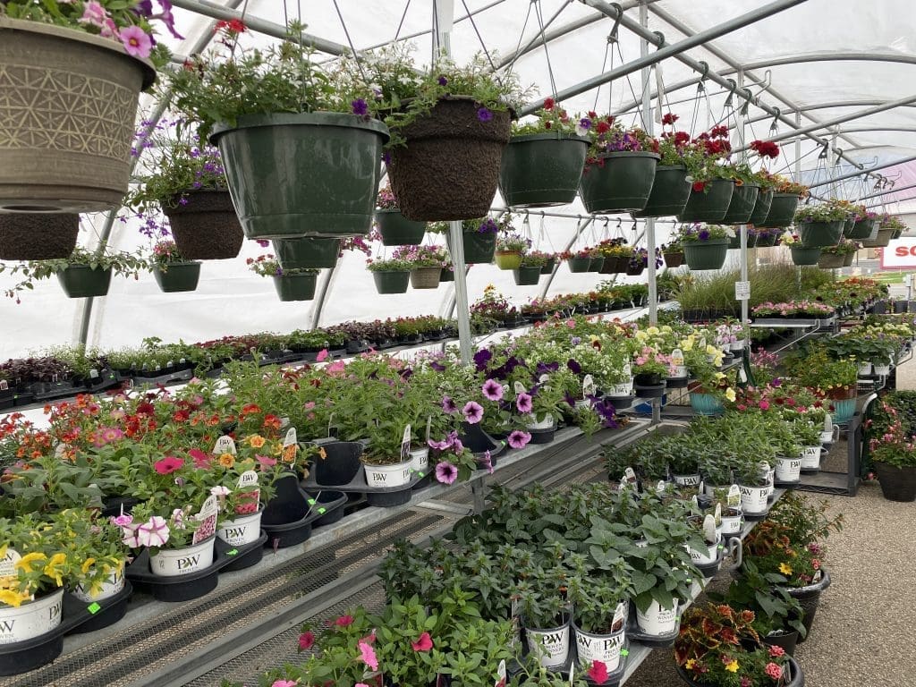 Guide to Rochester Area Nurseries and Greenhouses