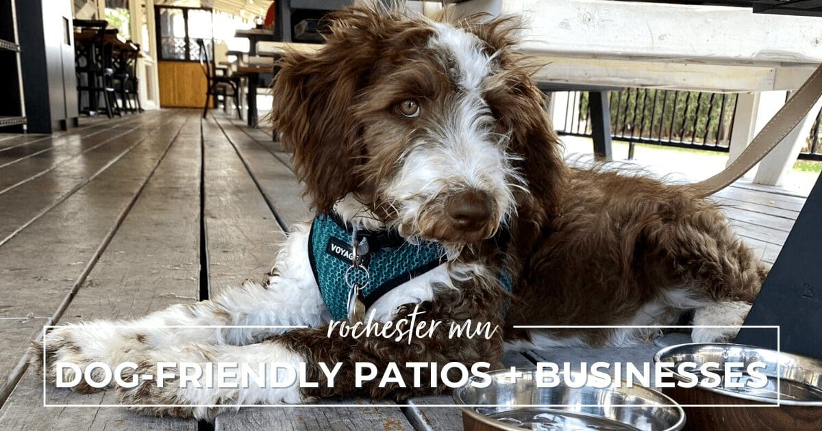 dog friendly patios rochester mn