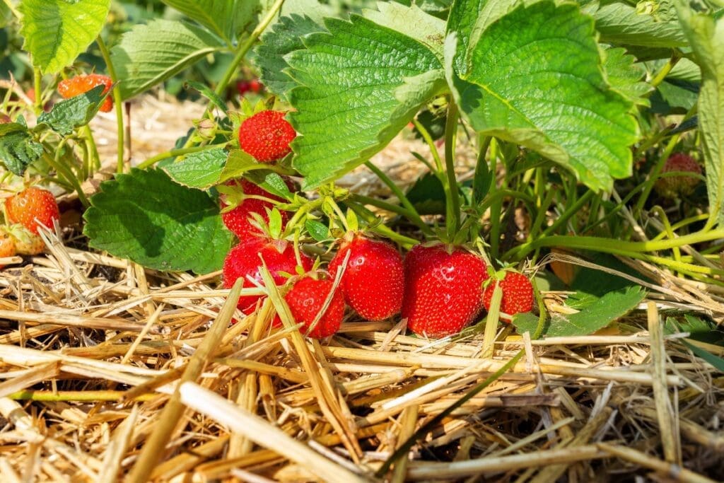 strawberry picking