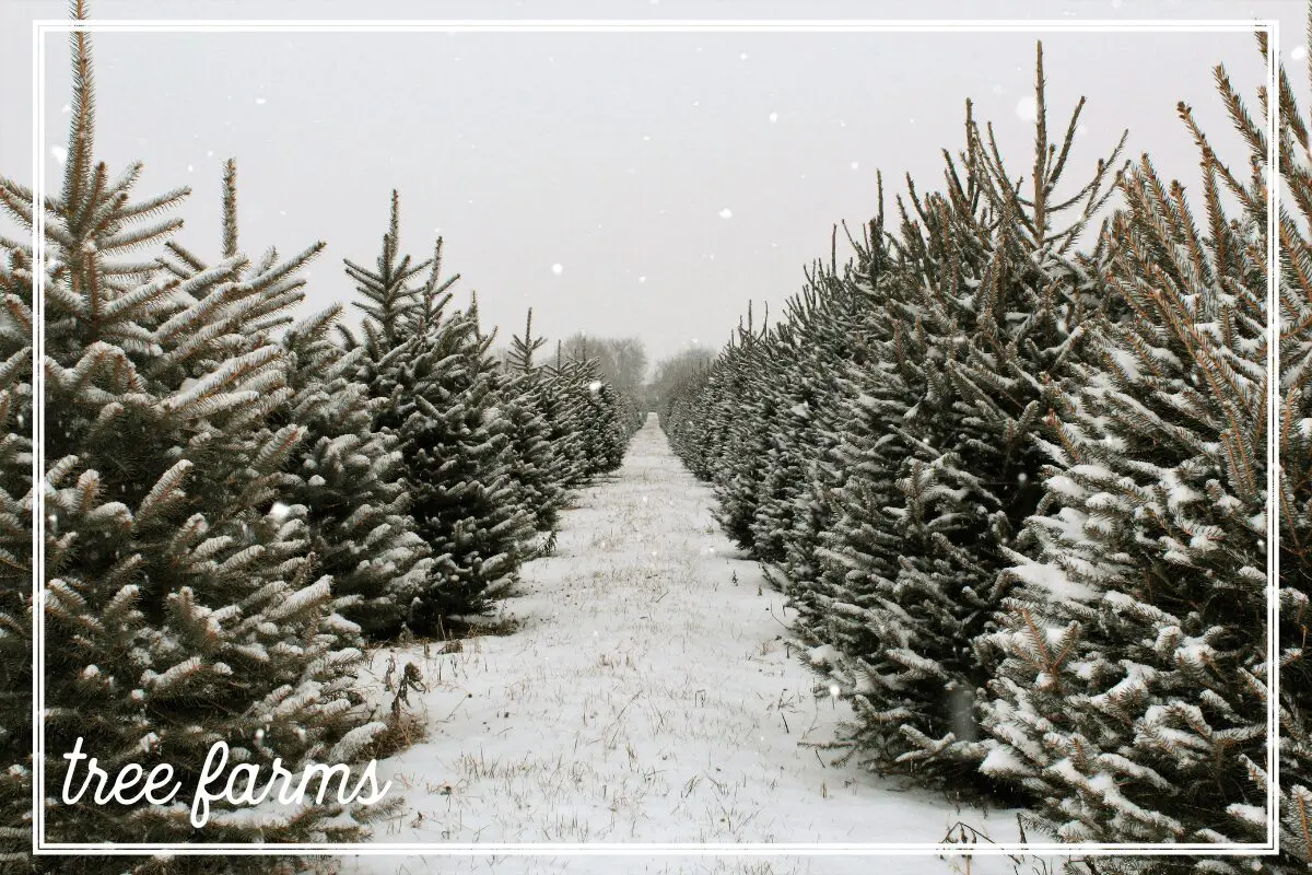 tree farms