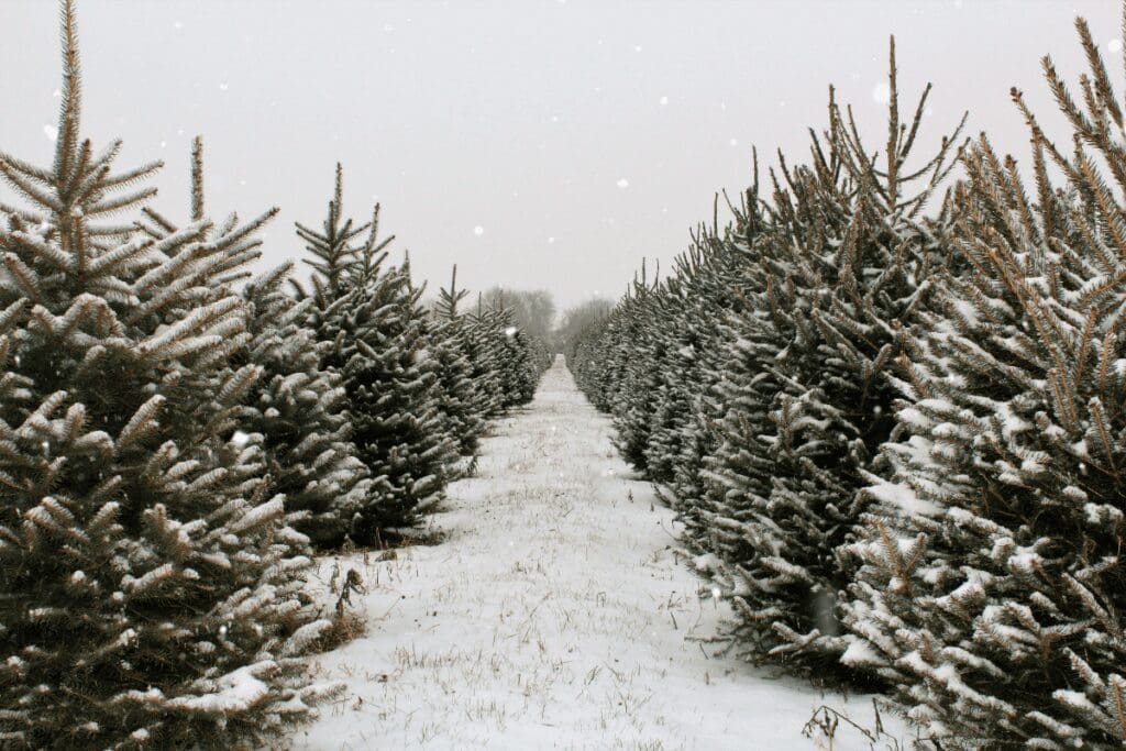 christmas tree farms