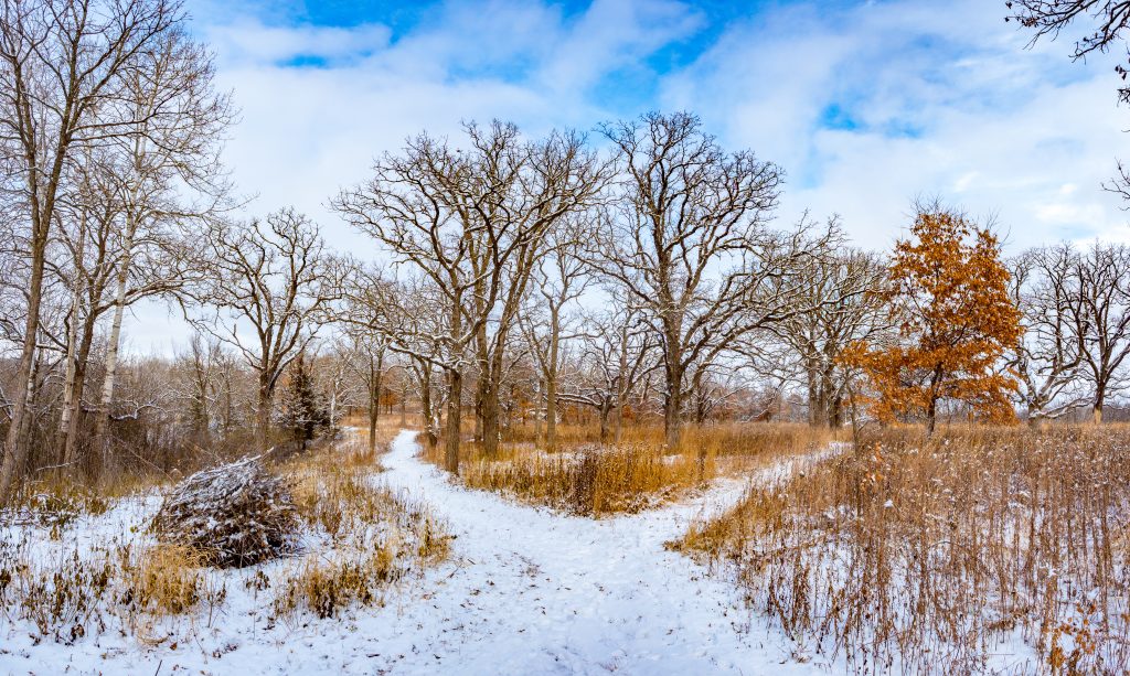 winter trails