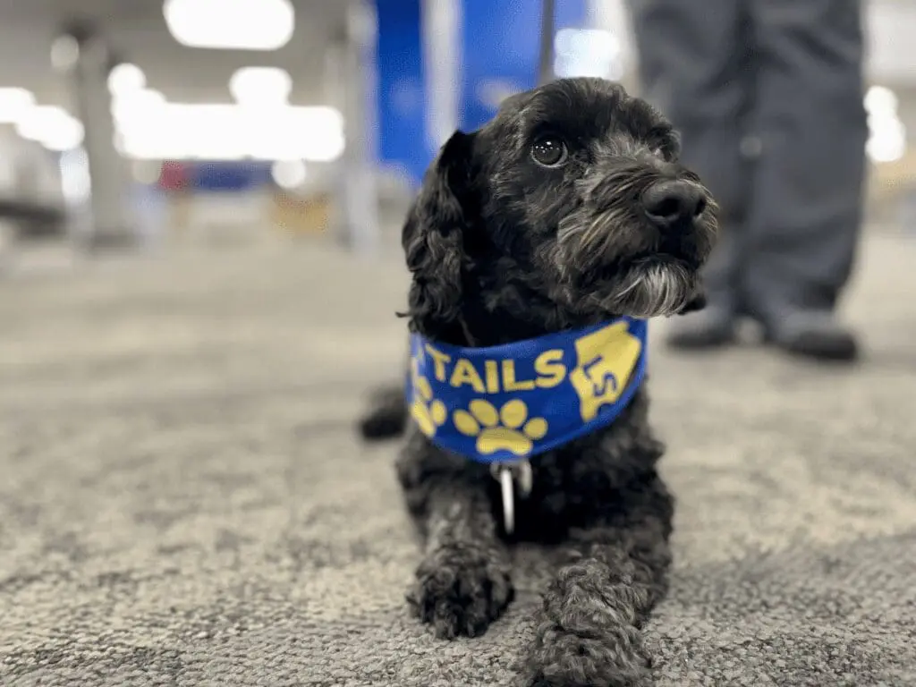 caring tails therapy dogs