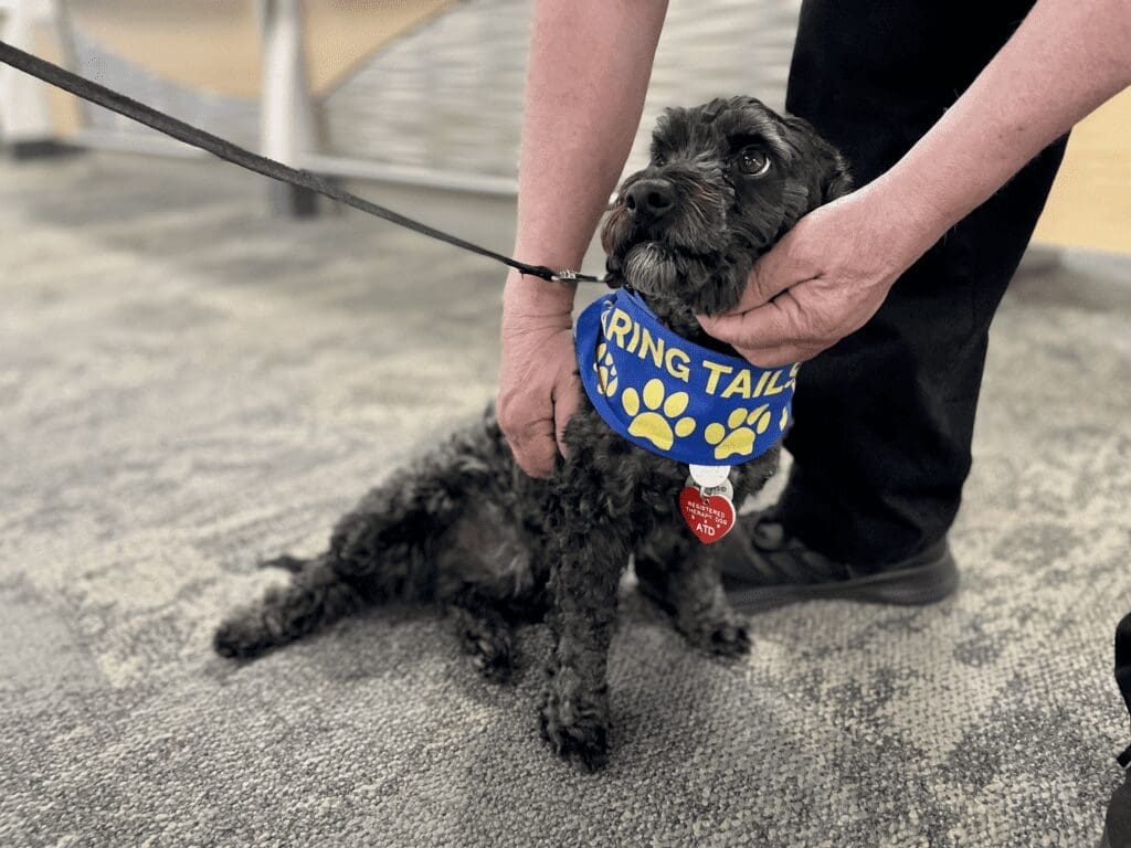 caring tails therapy dogs