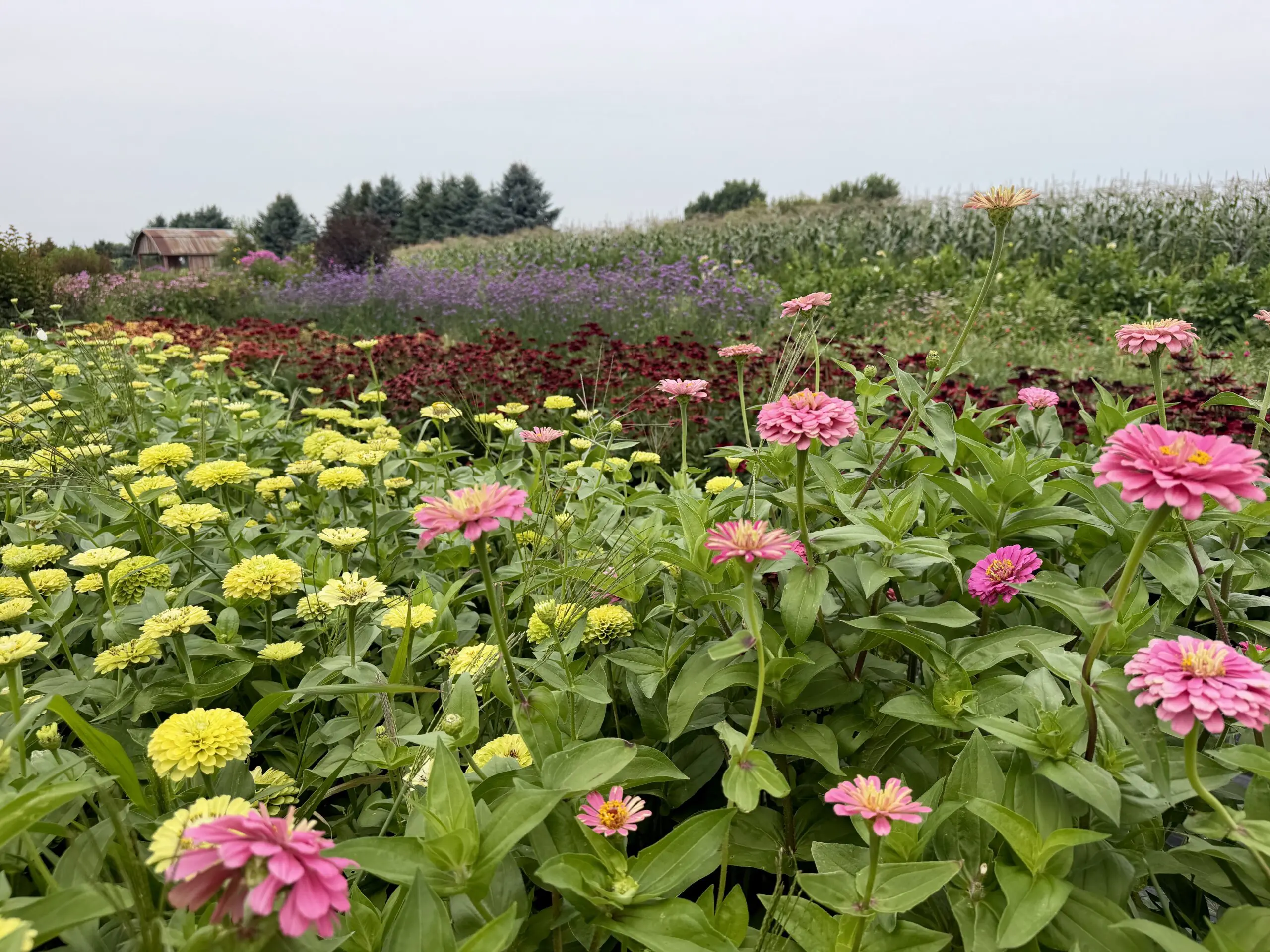 Berry and Bloom Farm