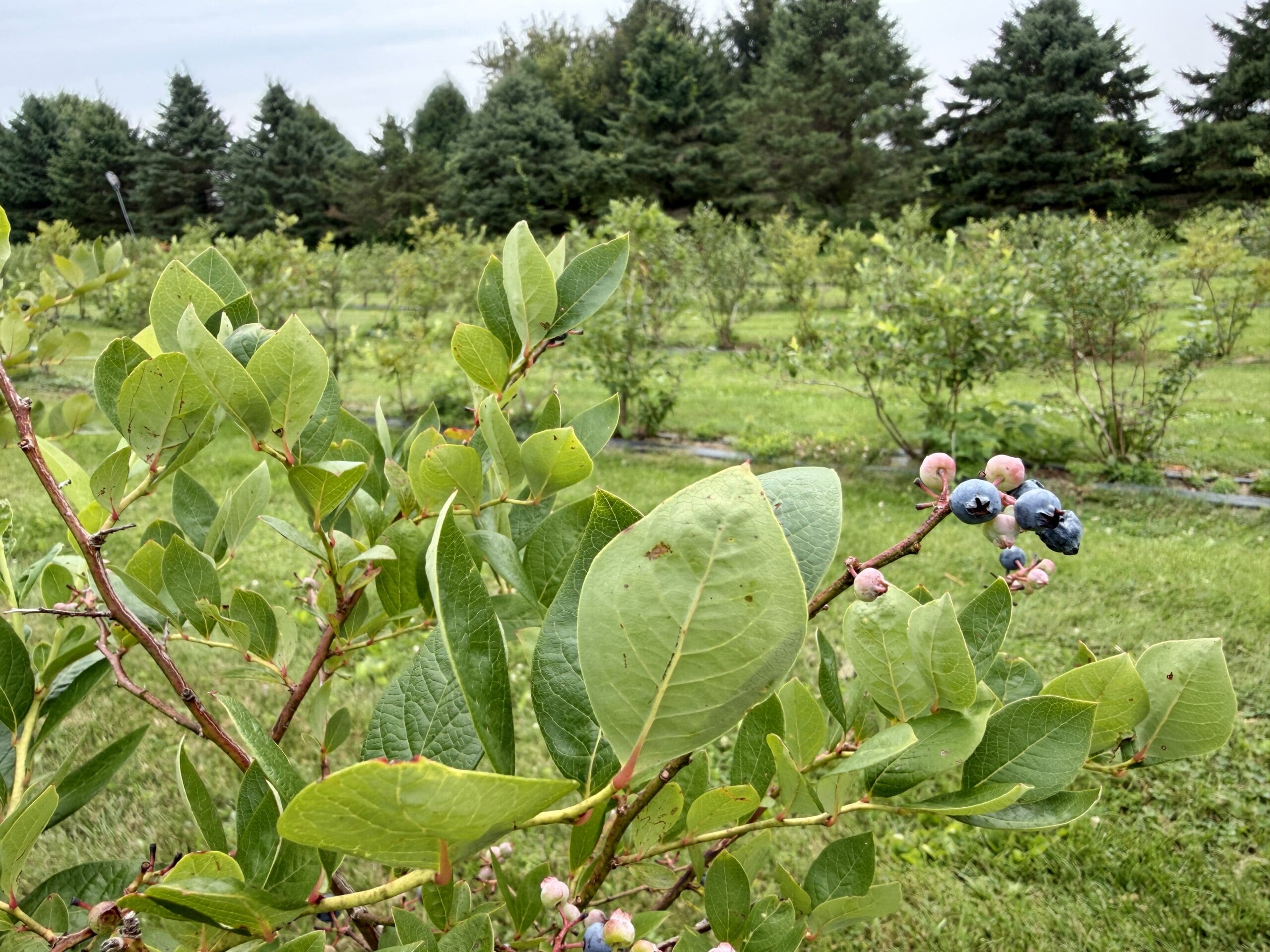 Berry and Bloom Farm