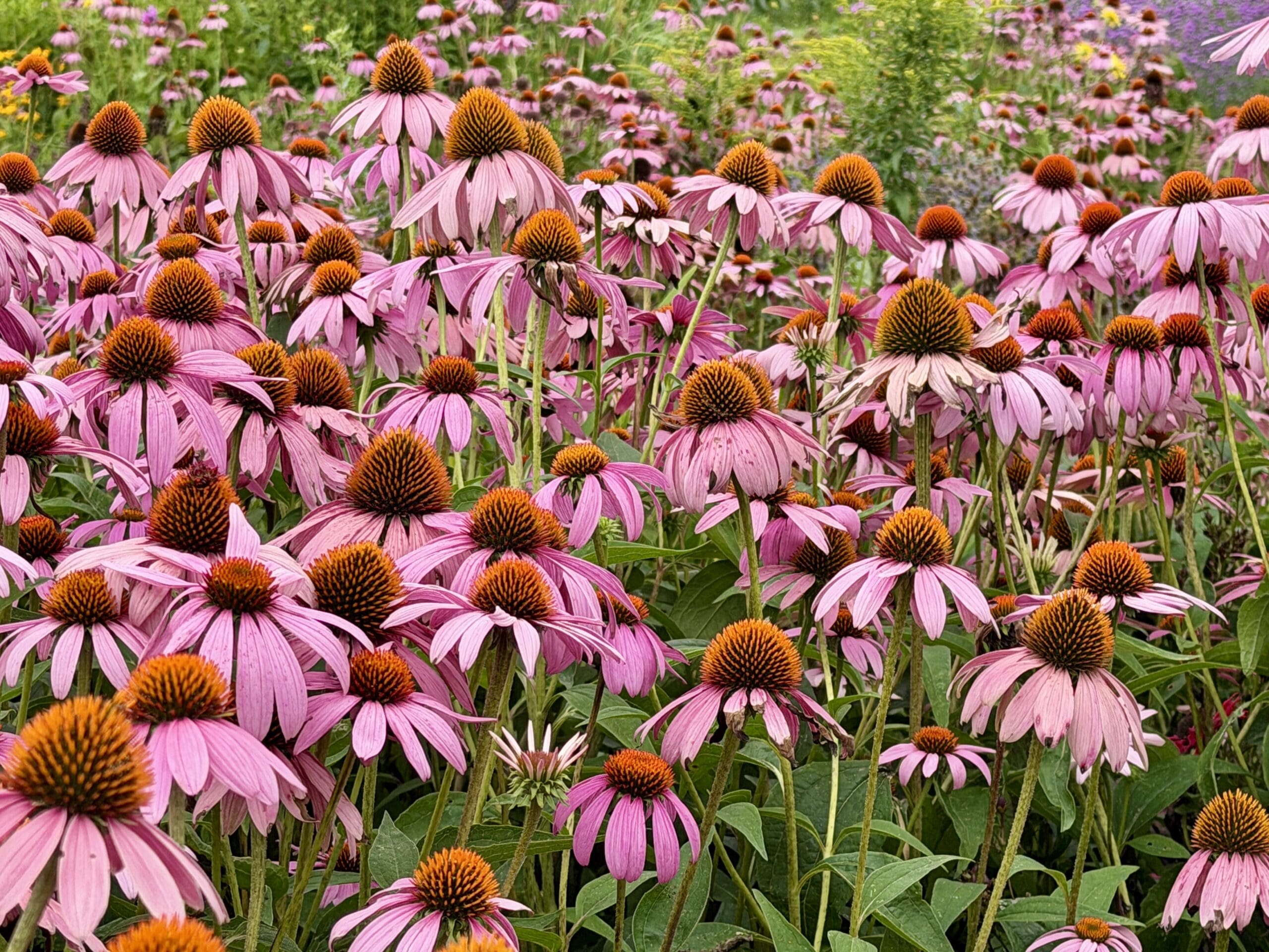 Berry and Bloom Farm