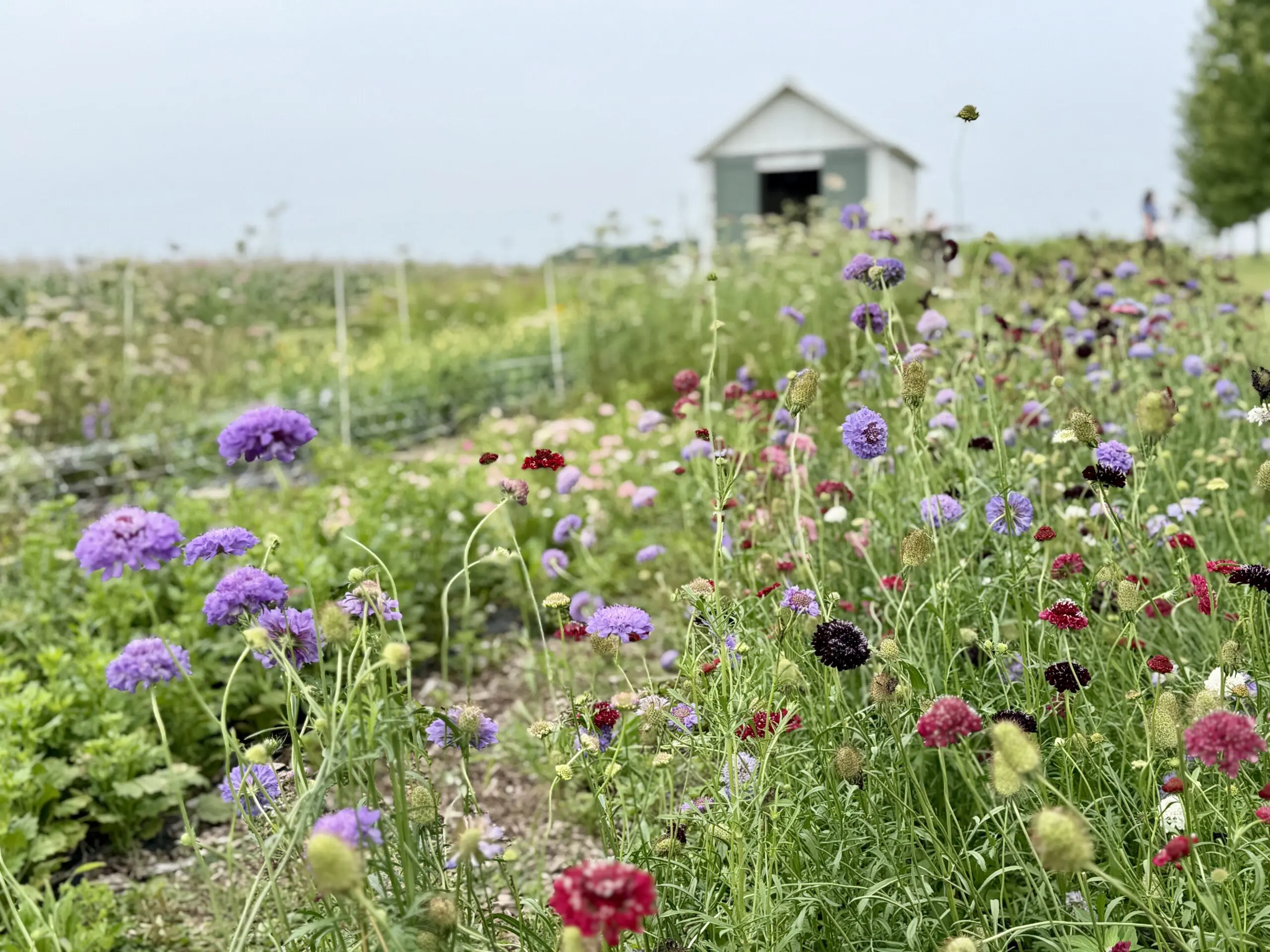 Berry and Bloom Farm